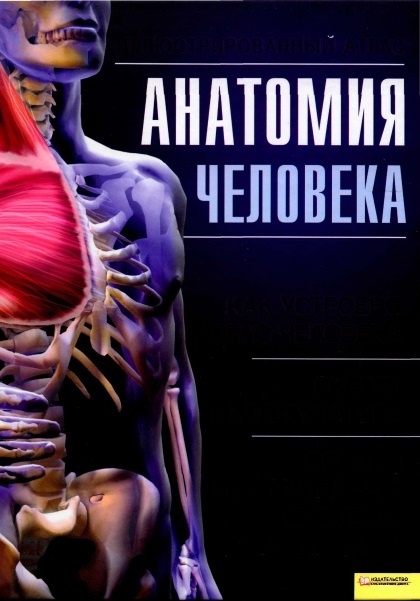 anatomia3
